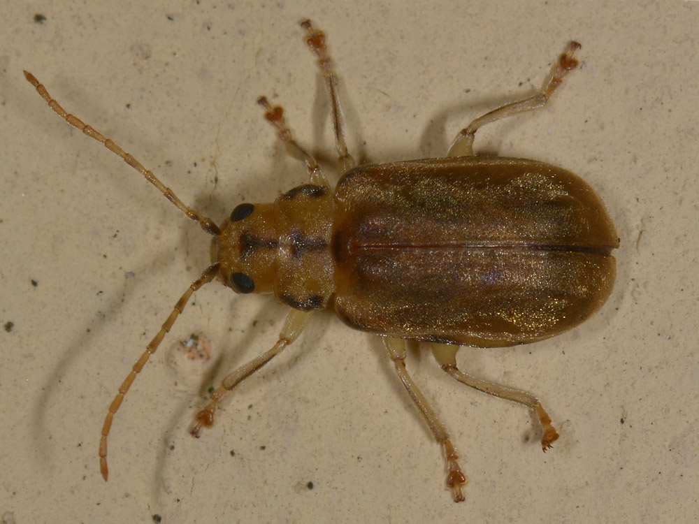 Pyrrhalta viburni? S, Chrysomelidae